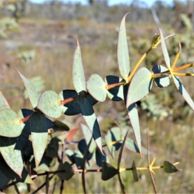 Eucalyptus sturgissiana (Ettrema Mallee) at Jerrawangala, NSW - 17 Aug 2022 by plants