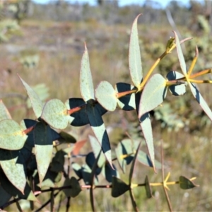 Eucalyptus sturgissiana at Jerrawangala, NSW - 17 Aug 2022