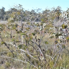 Eucalyptus sturgissiana at Jerrawangala National Park - 17 Aug 2022 10:41 PM