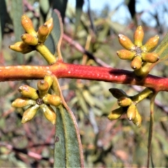 Eucalyptus sturgissiana at Jerrawangala National Park - 17 Aug 2022 10:41 PM