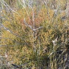 Leptospermum epacridoideum (Jervis Bay Tea-tree) at Jerrawangala National Park - 17 Aug 2022 by plants