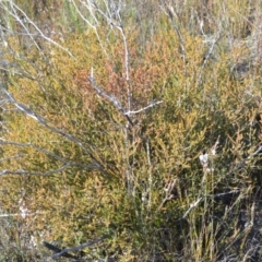 Leptospermum epacridoideum (Jervis Bay Tea-tree) at Jerrawangala, NSW - 17 Aug 2022 by plants