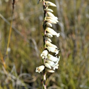 Epacris obtusifolia at Jerrawangala, NSW - 17 Aug 2022