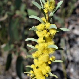 Acacia hamiltoniana at Jerrawangala, NSW - 17 Aug 2022