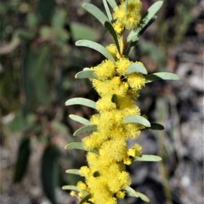 Acacia hamiltoniana at Jerrawangala National Park - 17 Aug 2022 by plants