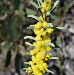Acacia hamiltoniana at Jerrawangala National Park - 17 Aug 2022 by plants