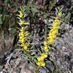 Acacia hamiltoniana at Jerrawangala, NSW - 17 Aug 2022