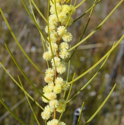 Acacia elongata (Swamp Wattle) at Jerrawangala National Park - 17 Aug 2022 by plants