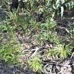 Grevillea aspleniifolia at Tianjara, NSW - 17 Aug 2022 by plants