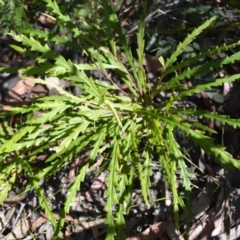 Grevillea aspleniifolia at Tianjara, NSW - 17 Aug 2022 11:02 PM