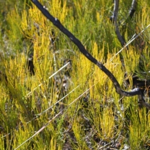 Allocasuarina nana at Tianjara, NSW - 17 Aug 2022 11:20 PM