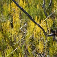 Allocasuarina nana (Dwarf She-oak) at Tianjara, NSW - 17 Aug 2022 by plants