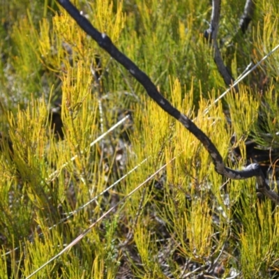 Allocasuarina nana (Dwarf She-oak) at Morton National Park - 17 Aug 2022 by plants