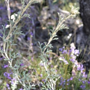 Actinotus helianthi at Yerriyong, NSW - suppressed