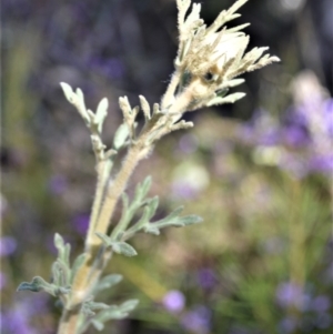 Actinotus helianthi at Yerriyong, NSW - suppressed