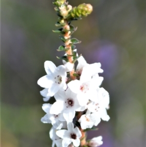 Epacris microphylla at Yerriyong, NSW - 17 Aug 2022 11:46 PM