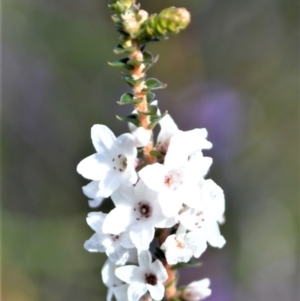 Epacris microphylla at Yerriyong, NSW - 17 Aug 2022