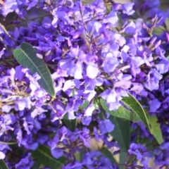 Hardenbergia violacea (False Sarsaparilla) at Yerriyong, NSW - 17 Aug 2022 by plants