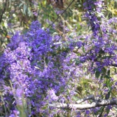 Hardenbergia violacea at Yerriyong, NSW - 17 Aug 2022