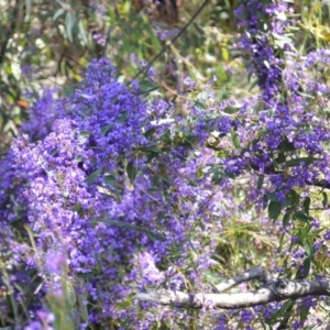 Hardenbergia violacea at Yerriyong, NSW - 17 Aug 2022
