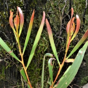 Acacia obtusifolia at Yerriyong, NSW - 17 Aug 2022