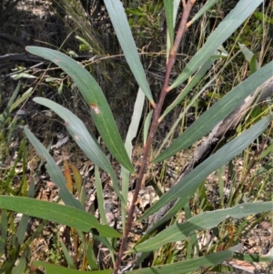 Acacia obtusifolia at Yerriyong, NSW - 17 Aug 2022