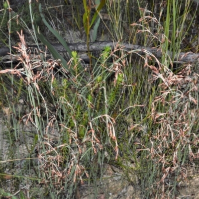 Hypolaena fastigiata (Tassel Rope-rush) at Yerriyong, NSW - 17 Aug 2022 by plants