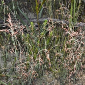 Hypolaena fastigiata (Tassel Rope-rush) at Yerriyong, NSW by plants