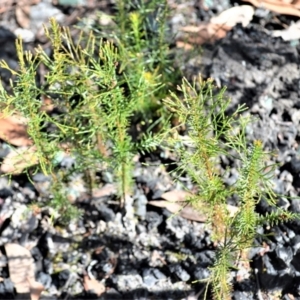 Callitris rhomboidea at Yerriyong, NSW - 18 Aug 2022