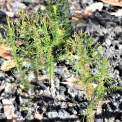 Callitris rhomboidea (Port Jackson Pine, Oyster Bay Pine) at Parma Creek Nature Reserve - 17 Aug 2022 by plants