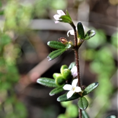 Zieria pilosa (Pilose-leafed Zieria) at Yerriyong, NSW - 17 Aug 2022 by plants