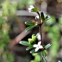 Zieria pilosa (Pilose-leafed Zieria) at Parma Creek Nature Reserve - 17 Aug 2022 by plants