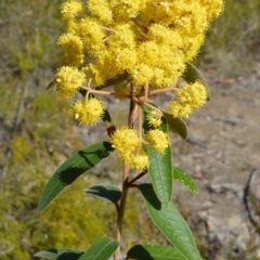 Pomaderris lanigera (Woolly Pomaderris) at Yerriyong, NSW - 18 Aug 2022 by plants