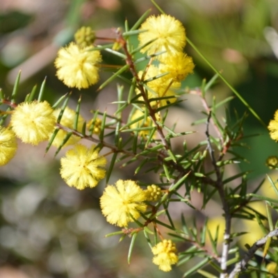 Acacia brownii (Heath Wattle) at Yerriyong, NSW - 18 Aug 2022 by plants
