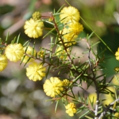 Acacia brownii (Heath Wattle) at Parma Creek Nature Reserve - 17 Aug 2022 by plants