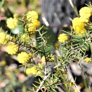 Acacia brownii at Yerriyong, NSW - 18 Aug 2022 01:12 AM