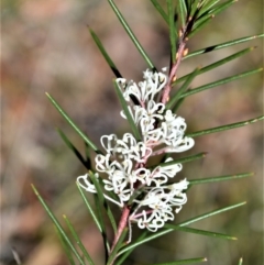 Hakea sericea (Needlebush) at Yerriyong, NSW - 17 Aug 2022 by plants
