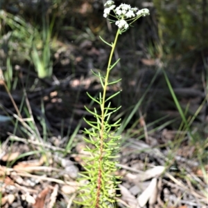 Poranthera corymbosa at Yerriyong, NSW - 18 Aug 2022