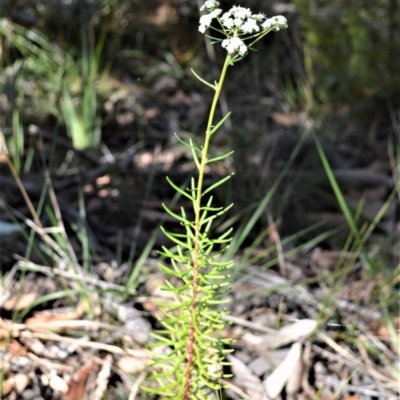 Poranthera corymbosa (Clustered Poranthera) at Yerriyong, NSW - 17 Aug 2022 by plants