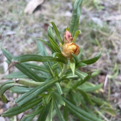 Xerochrysum bracteatum (Golden Everlasting) at Aranda Bushland - 18 Aug 2022 by lbradley