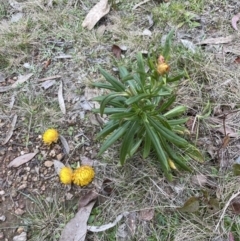 Xerochrysum bracteatum at Aranda, ACT - 18 Aug 2022