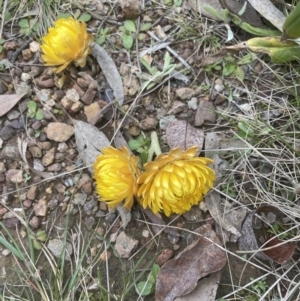 Xerochrysum bracteatum at Aranda, ACT - 18 Aug 2022