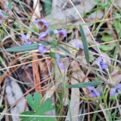 Hovea heterophylla (Common Hovea) at Isaacs Ridge and Nearby - 18 Aug 2022 by Mike