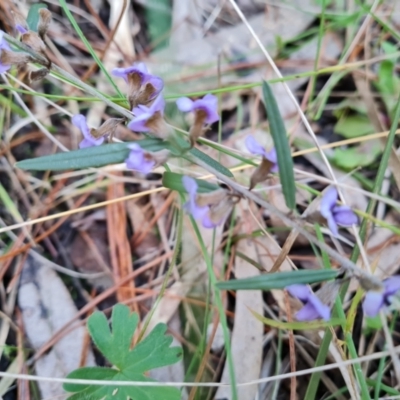 Hovea heterophylla (Common Hovea) at Isaacs, ACT - 18 Aug 2022 by Mike