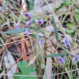 Hovea heterophylla (Common Hovea) at Isaacs, ACT by Mike
