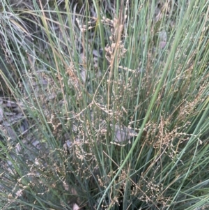 Juncus remotiflorus at Cook, ACT - 18 Aug 2022