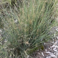 Juncus remotiflorus at Cook, ACT - 18 Aug 2022