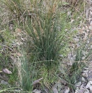 Juncus remotiflorus at Cook, ACT - 18 Aug 2022