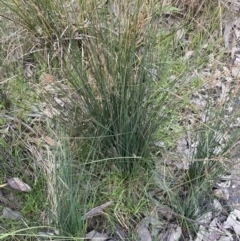 Juncus remotiflorus at Cook, ACT - 18 Aug 2022