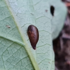 Unidentified Insect at Isaacs, ACT - 18 Aug 2022 by Mike